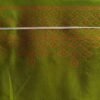 PARROTGREEN